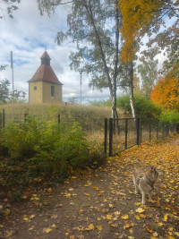 2025-11-02 Andreas Weinmann auf dem Weinberg 10